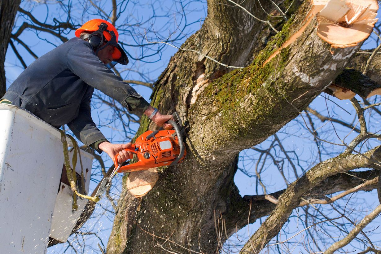 A worker in a bucket lift uses an orange chainsaw to cut a thick branch from a mossy tree against a blue sky.