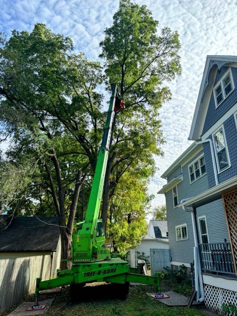 A green tree service truck with extended boom trims a large tree next to a two-story house on a sunny day.