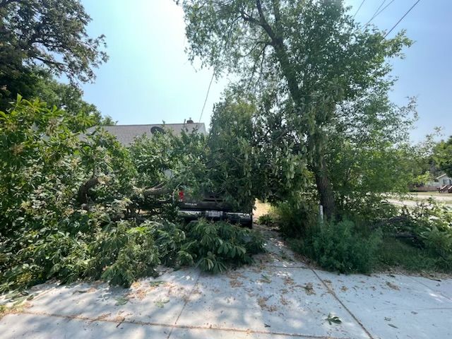 Branches and foliage blocking a driveway and sidewalk on a sunny day. Green leaves cover the trees and ground.
