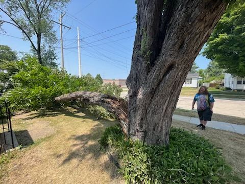 A person walks past a large tree with a sprawling branch on a sunny day. The tree is on a grassy yard next to a sidewalk and street.