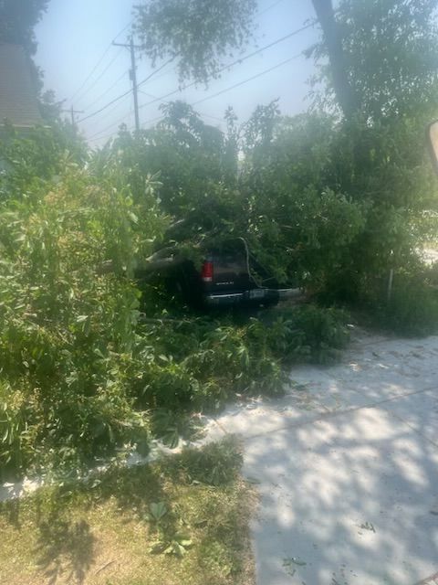 A car hidden by overgrown green bushes and fallen branches on a sunny day next to a paved sidewalk.