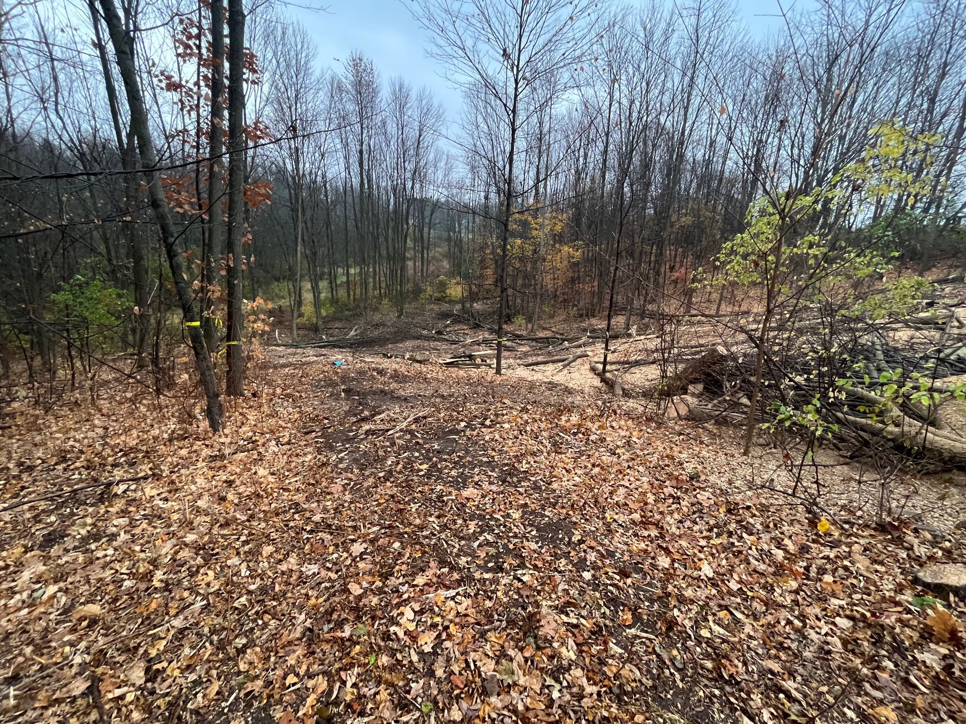 Tree B Gone of Green Bay Works