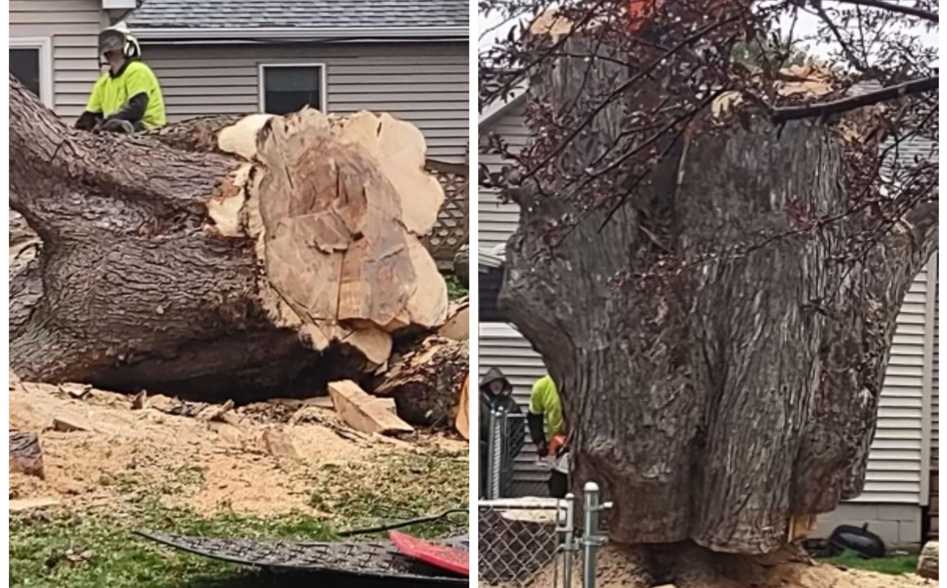 Split image of a large tree being cut down. A person in neon yellow cuts the tree with a chainsaw in a residential yard.