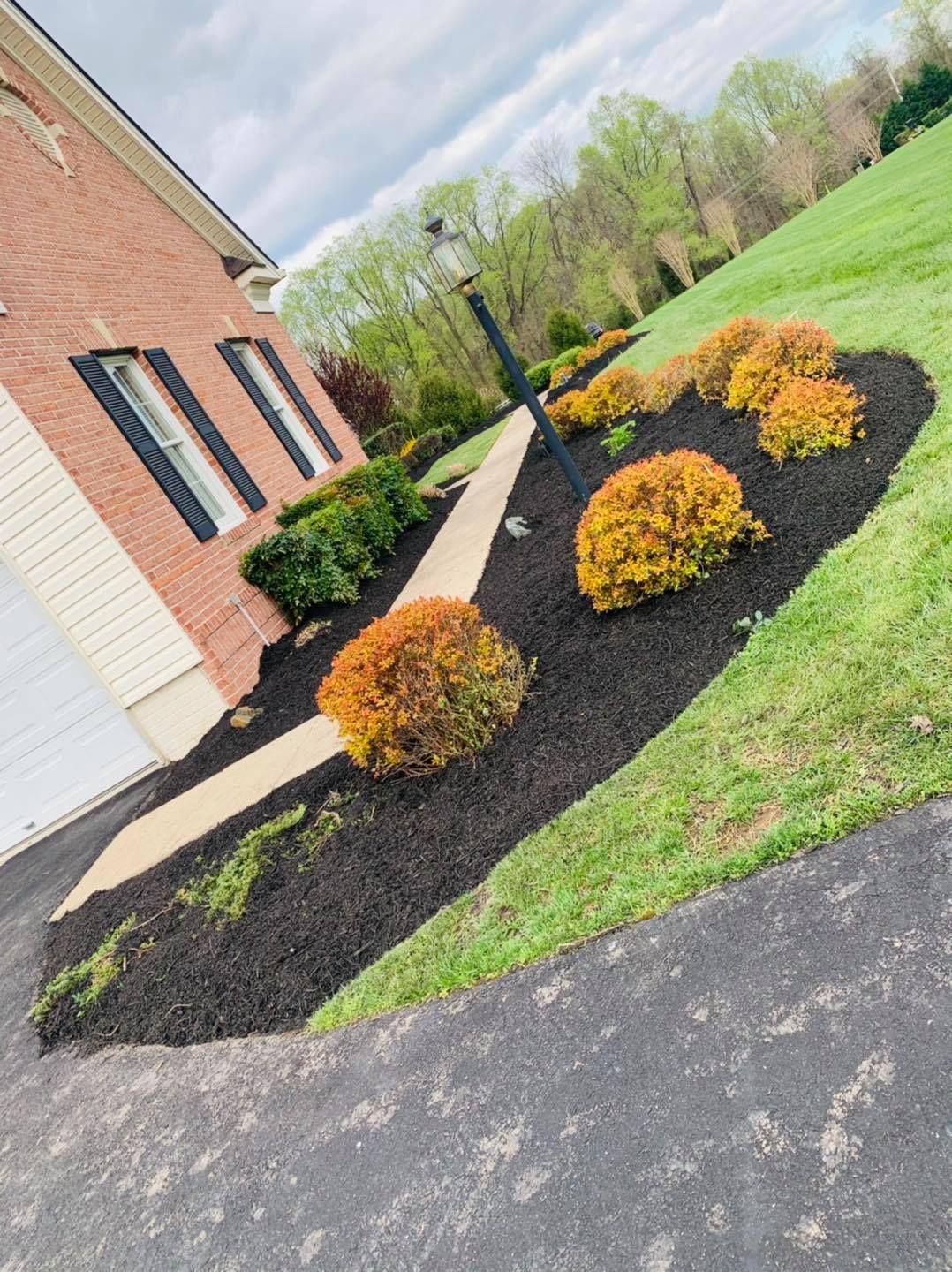 Brick house front yard with black mulch, yellow shrubs, and a concrete walkway at a slant