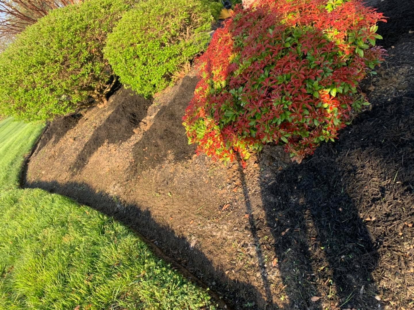 Mulched garden bed with green and red shrubs casting long shadows in sunlight