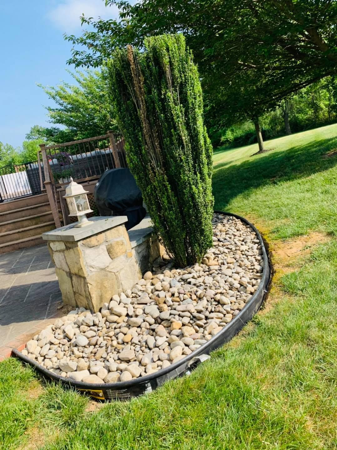 Tall green ornamental shrub in a curved rock garden border beside a lawn and stone pillar.