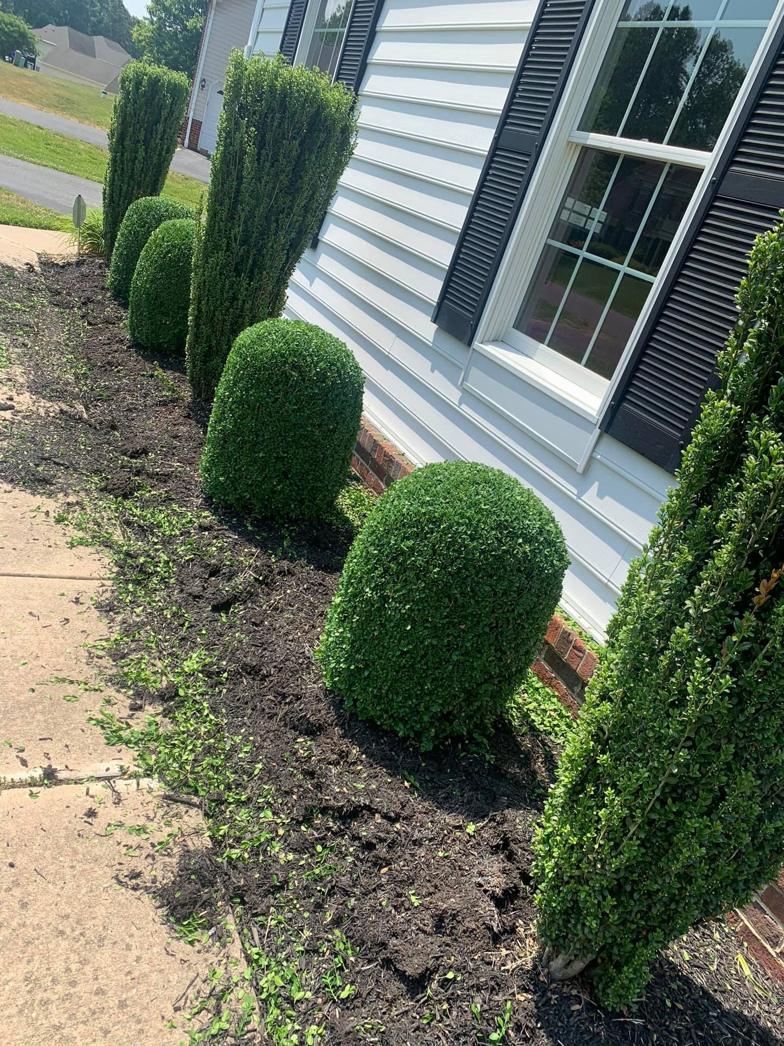 Trimmed shrubs along a sidewalk beside a white house with black shutters.