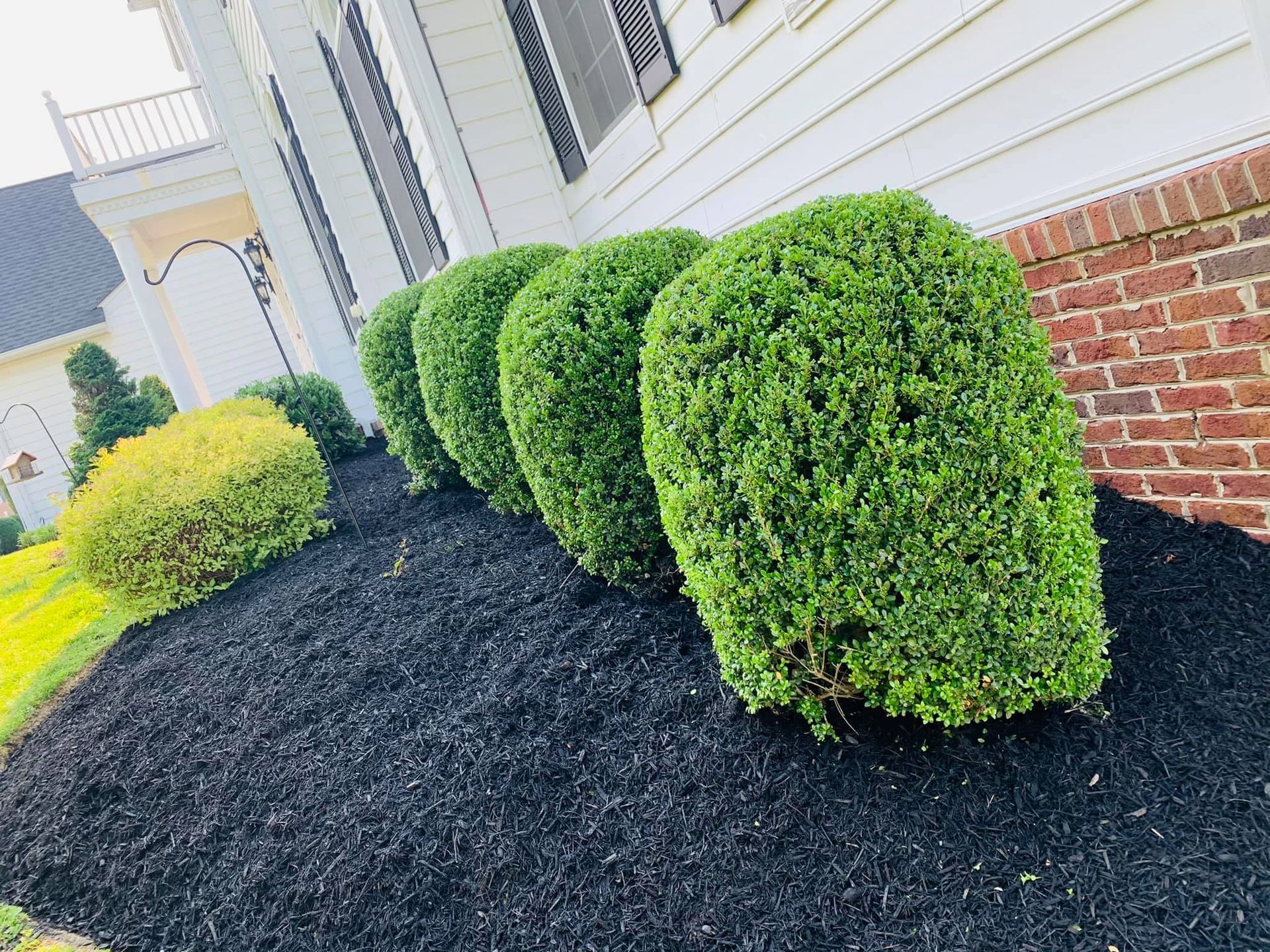 Trimmed green shrubs beside a house with white siding and a brick wall, set in black mulch.