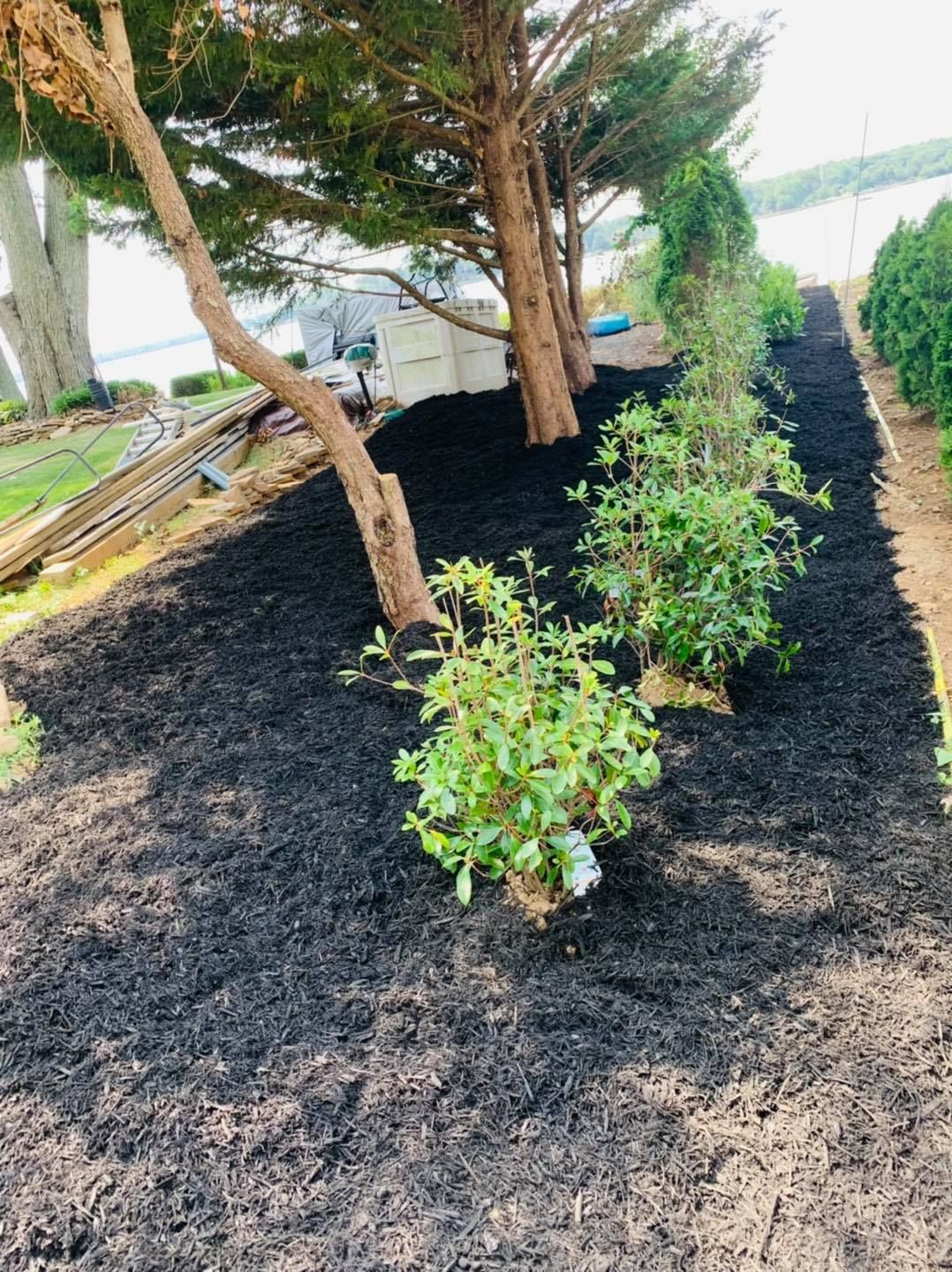 Mulched garden bed with young shrubs and trees along a pathway