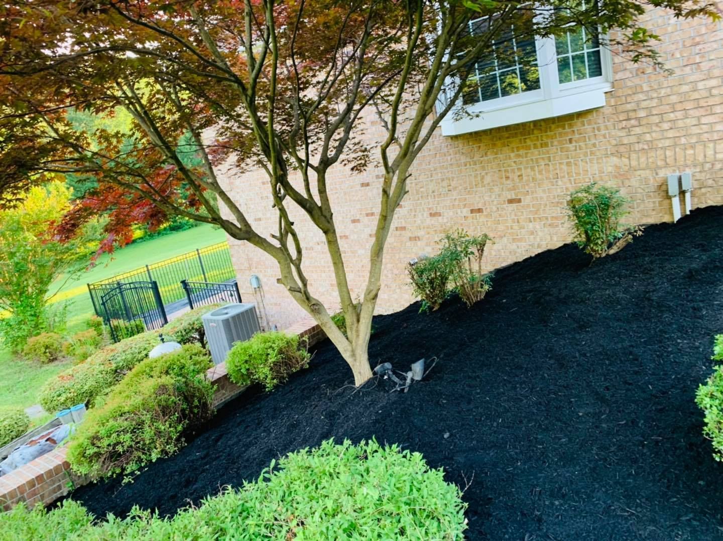Landscaped yard with a tree, shrubs, black mulch, and a brick house wall with a window
