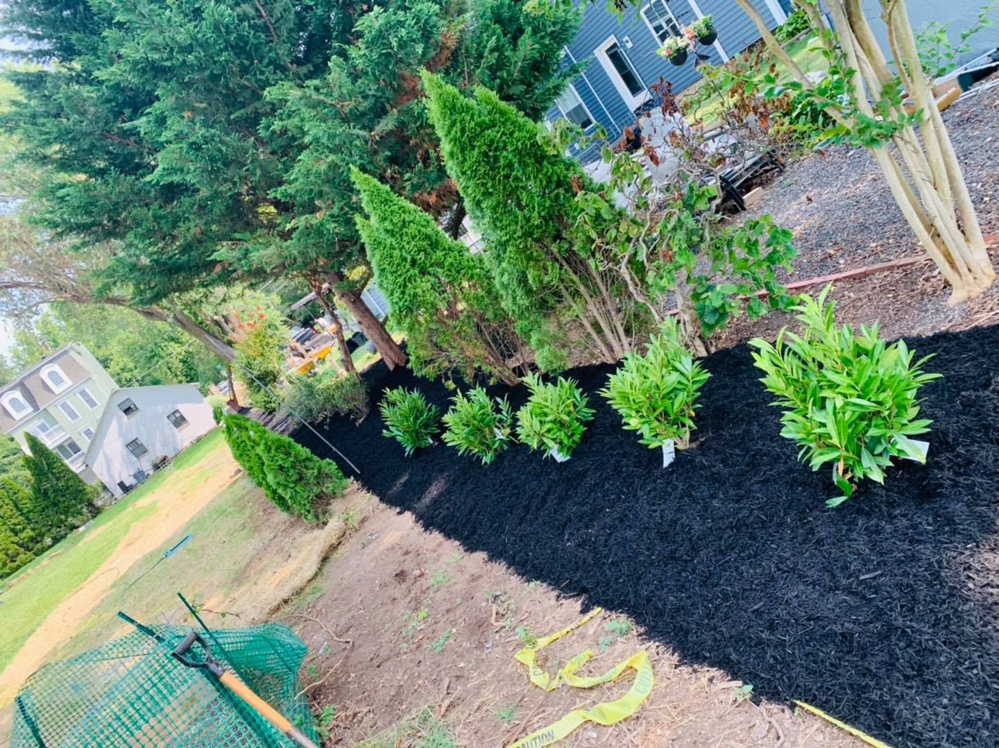 Curved black-mulch landscape bed with small shrubs and evergreens beside a lawn and houses
