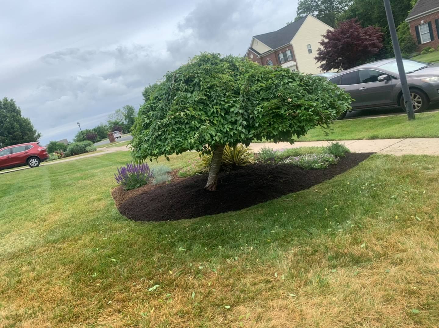 A small landscaped tree with purple mulch on a green lawn beside parked cars and suburban houses