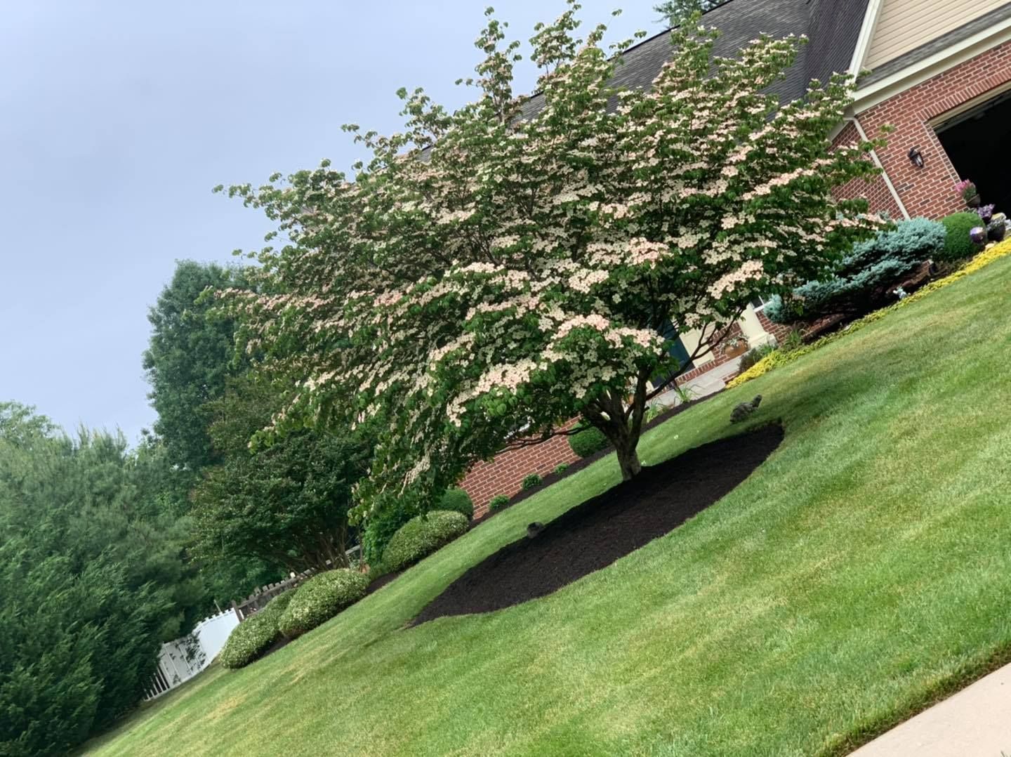 Tree with white blossoms on a grassy slope beside a brick house, with a dark mulch ring around the trunk