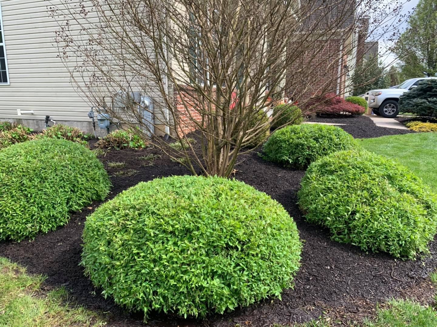 Rounded green shrubs in a landscaped yard beside a house, with dark mulch and leafless trees.