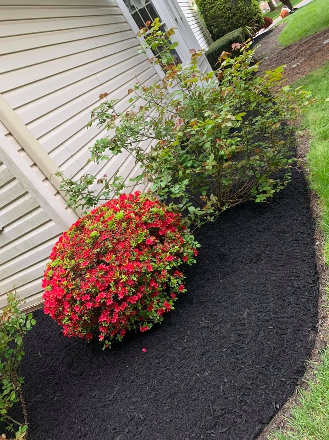 Mulched garden bed beside a house with red flowering bushes and green shrubs along the foundation