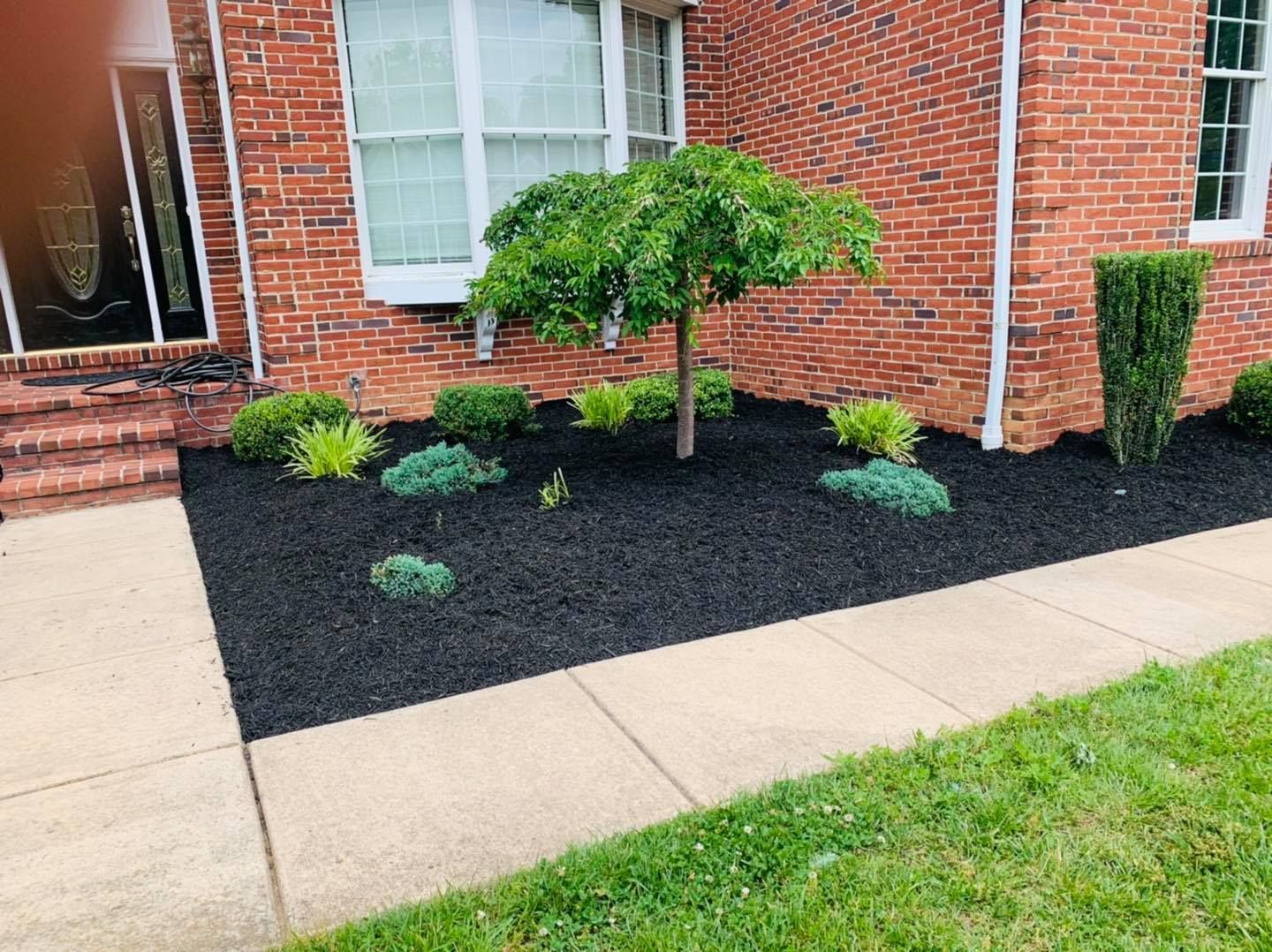 Front yard garden with small shrubs and a trimmed tree beside a brick house, bordered by black mulch and a sidewalk