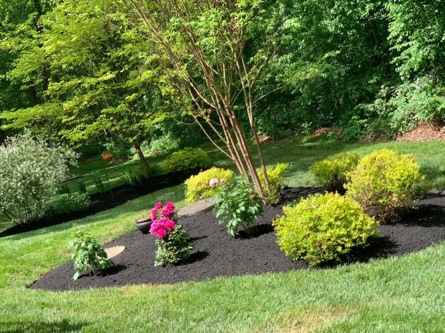 Landscaped garden bed with pink and yellow flowering shrubs and a young tree on a sunny lawn