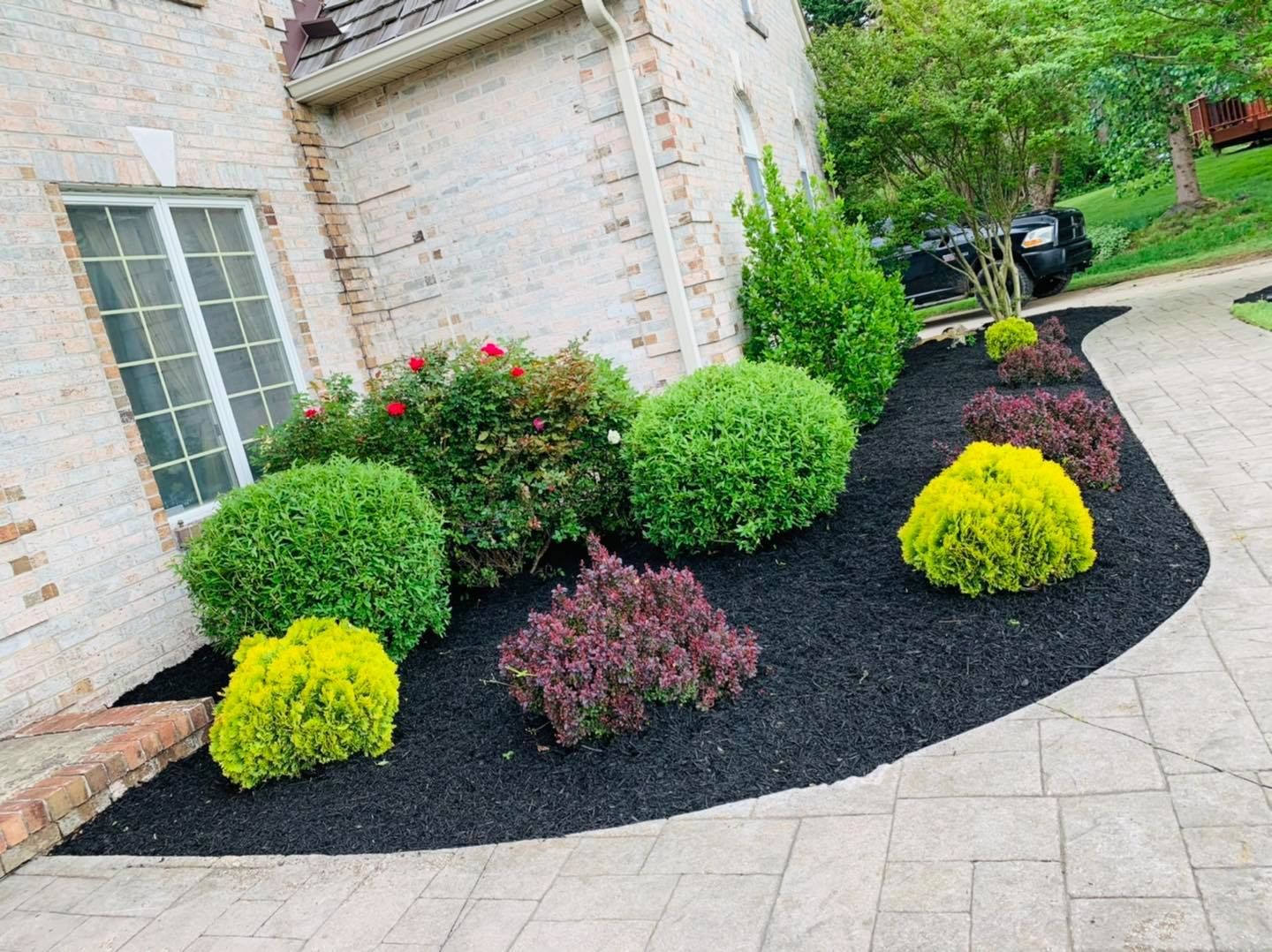 Landscaped front yard with trimmed green shrubs, yellow and purple plants, and black mulch beside a stone walkway