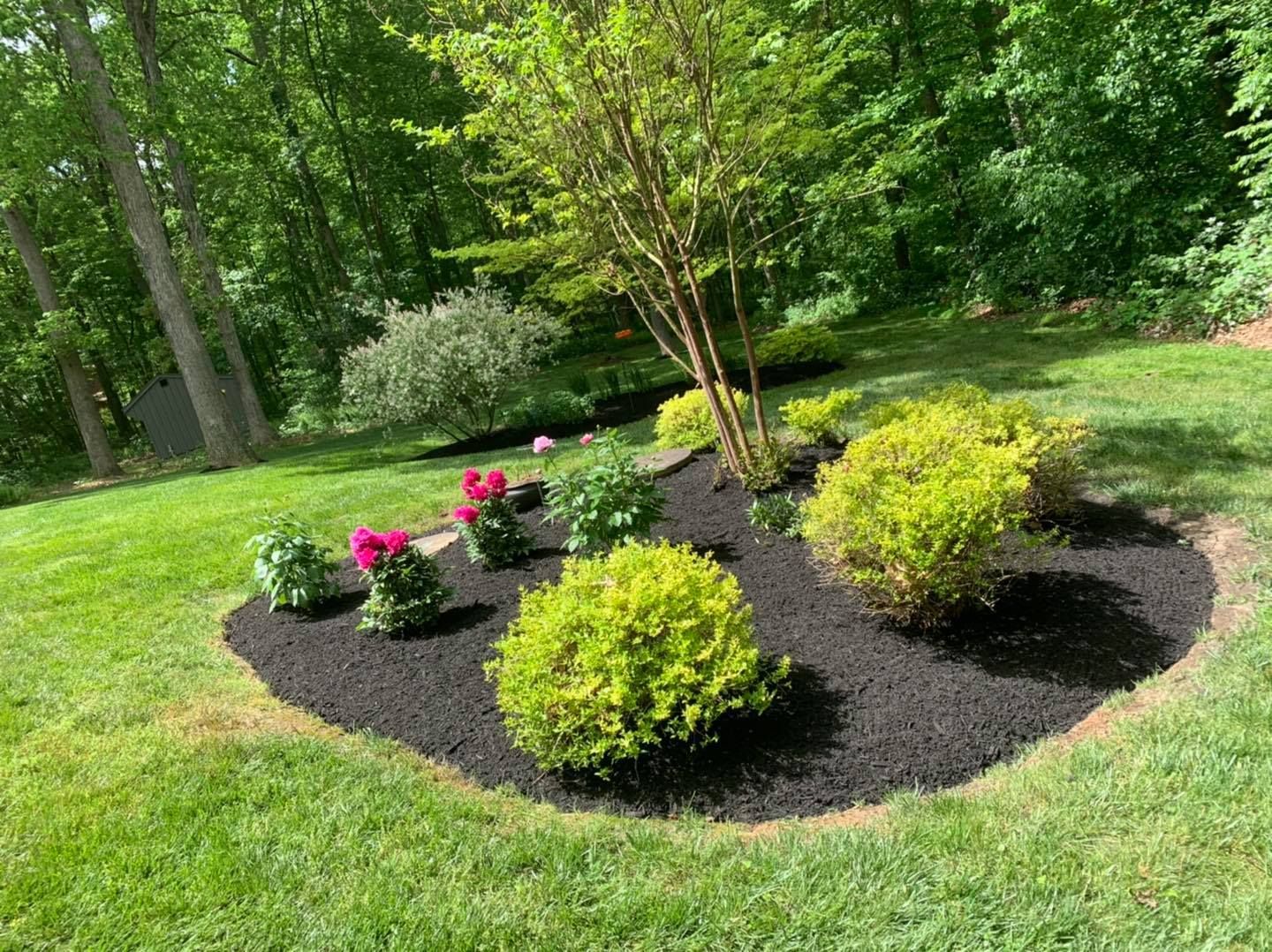 Mulched garden bed with pink flowers and green shrubs on a sunny lawn