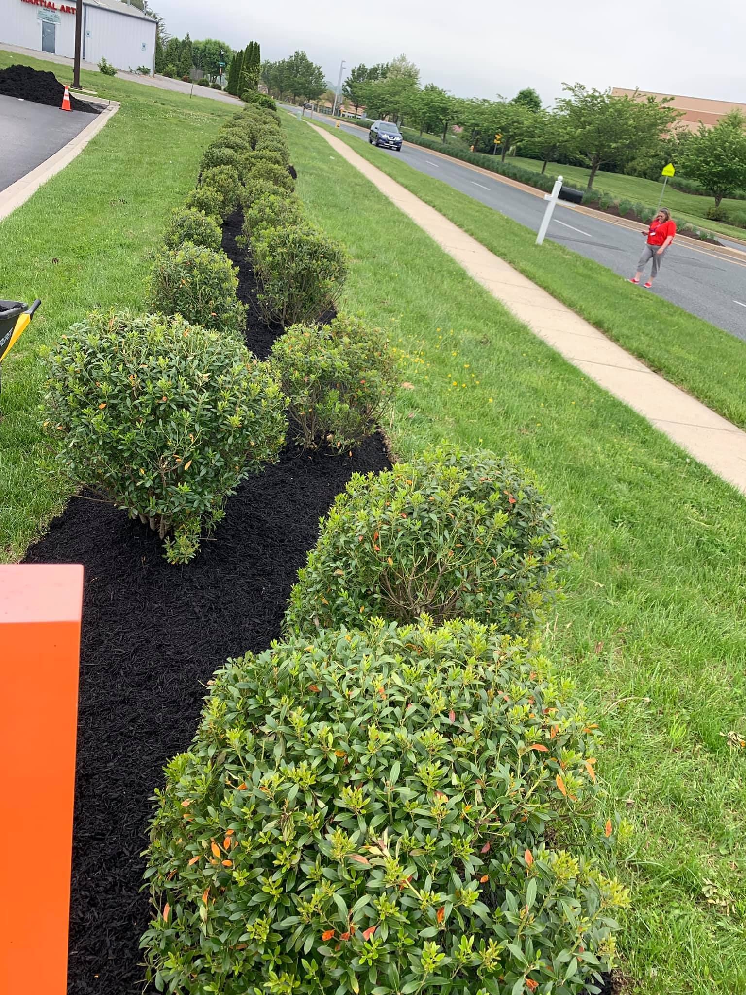 Trimmed hedges beside a paved path and road, with a person walking in the distance