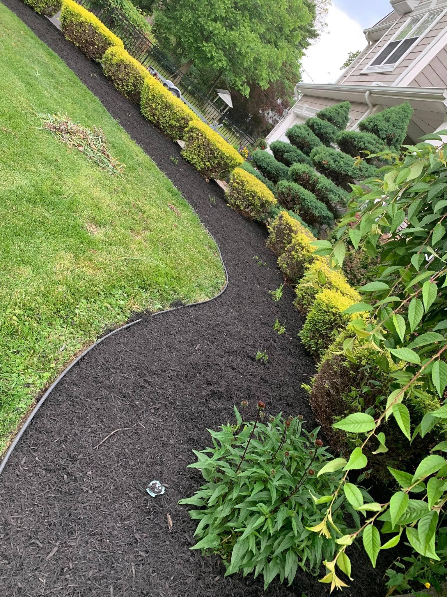 Curved garden path with dark mulch, yellow shrubs, green lawn, and trimmed hedges by a house