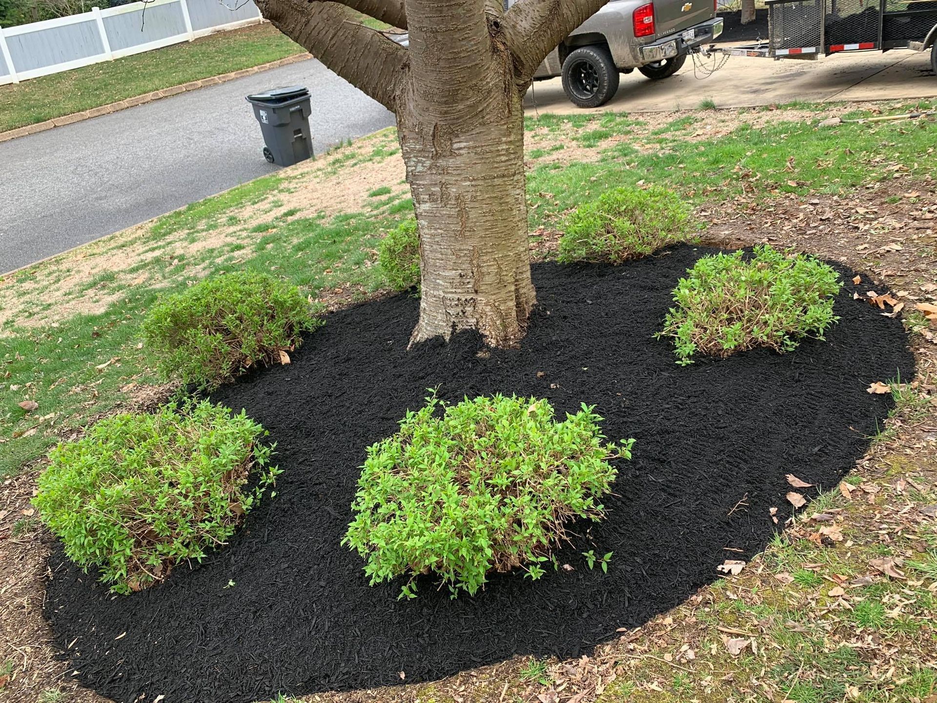 Tree surrounded by fresh black mulch with four small green shrubs in a yard