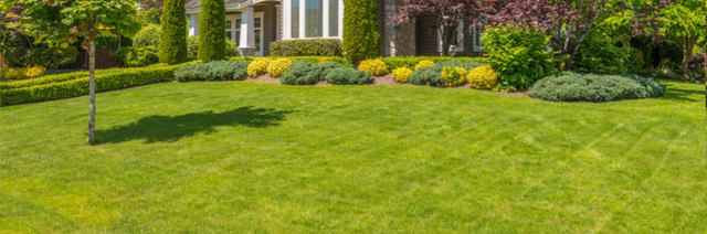 Managing Grubs in Your Lawn and Garden – Merrifield Garden Center