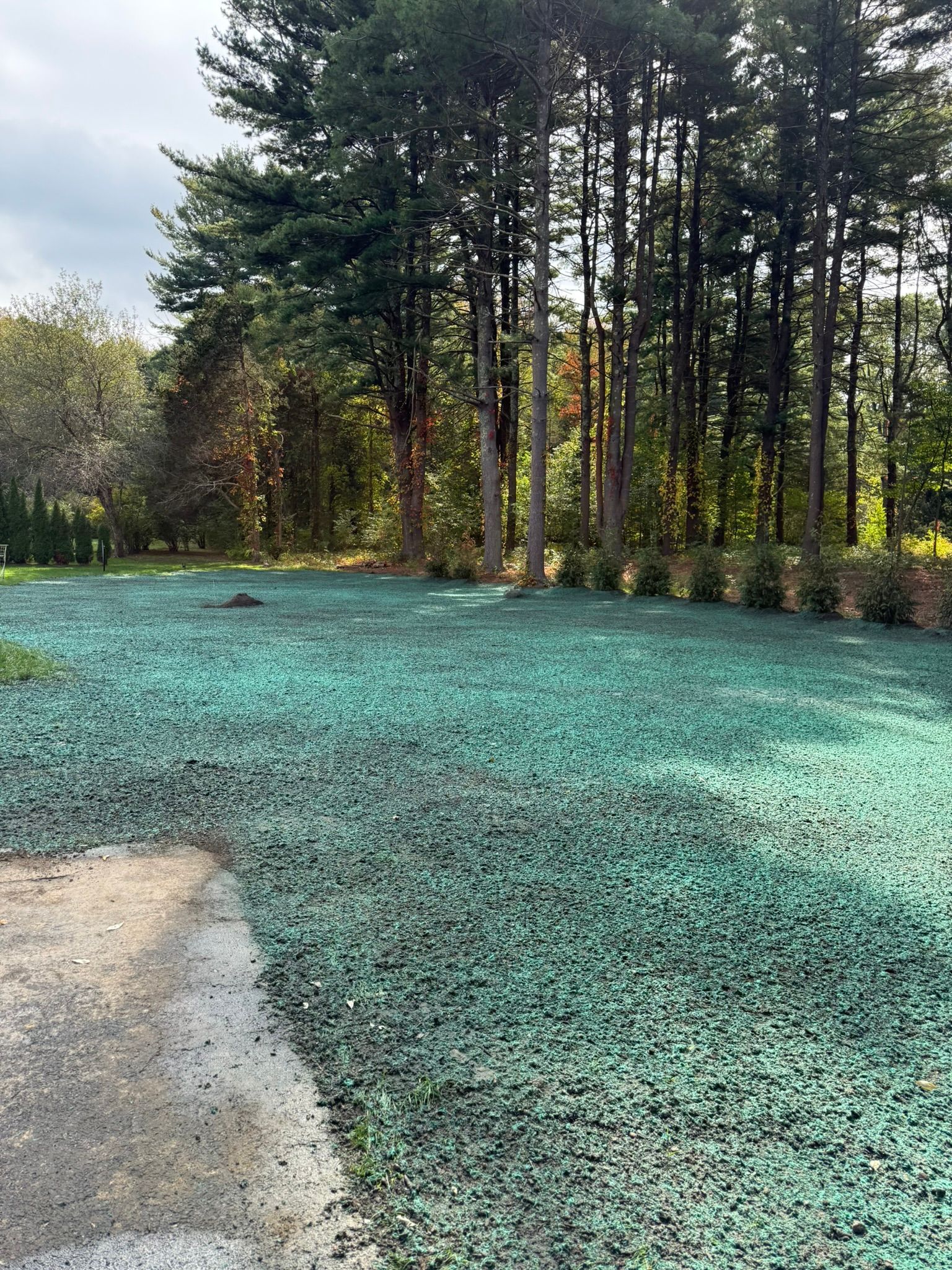Green turf with mulch is in a yard, with trees in the background.