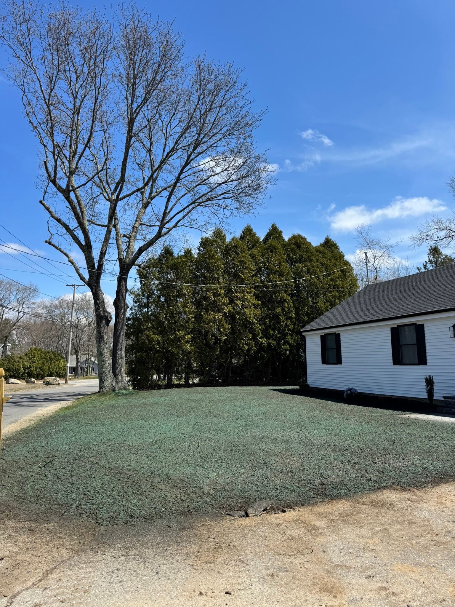 A house next to a grassy lawn, with a leafless tree on the left and evergreen trees behind the house.
