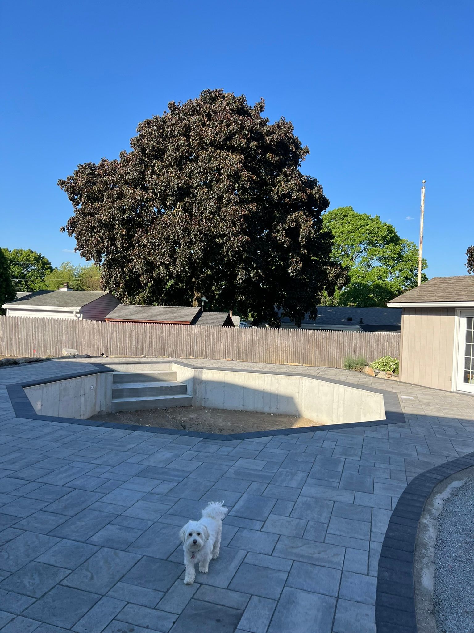 A small white dog is standing on a patio next to a pool.