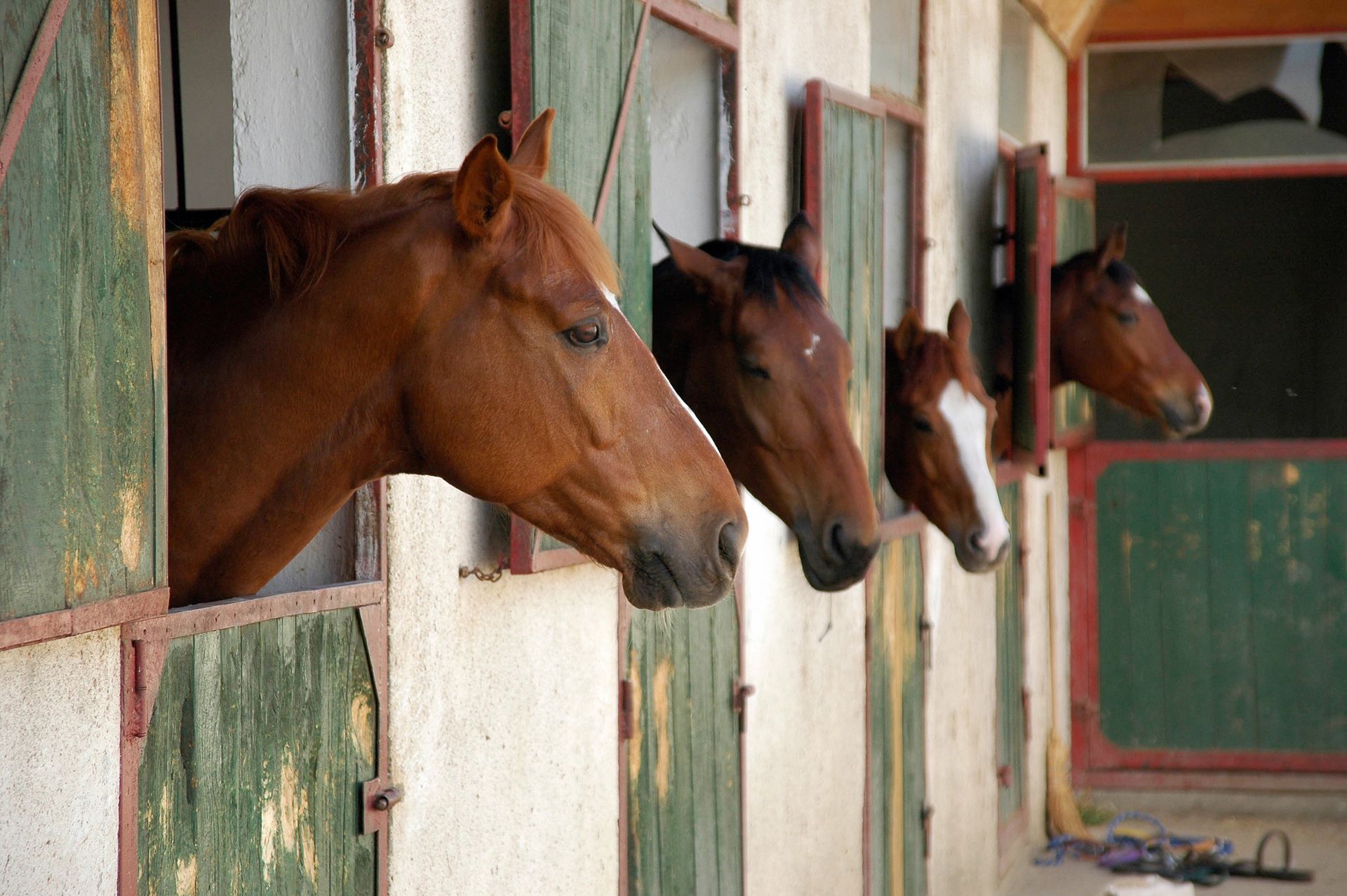 horseback riding instructors