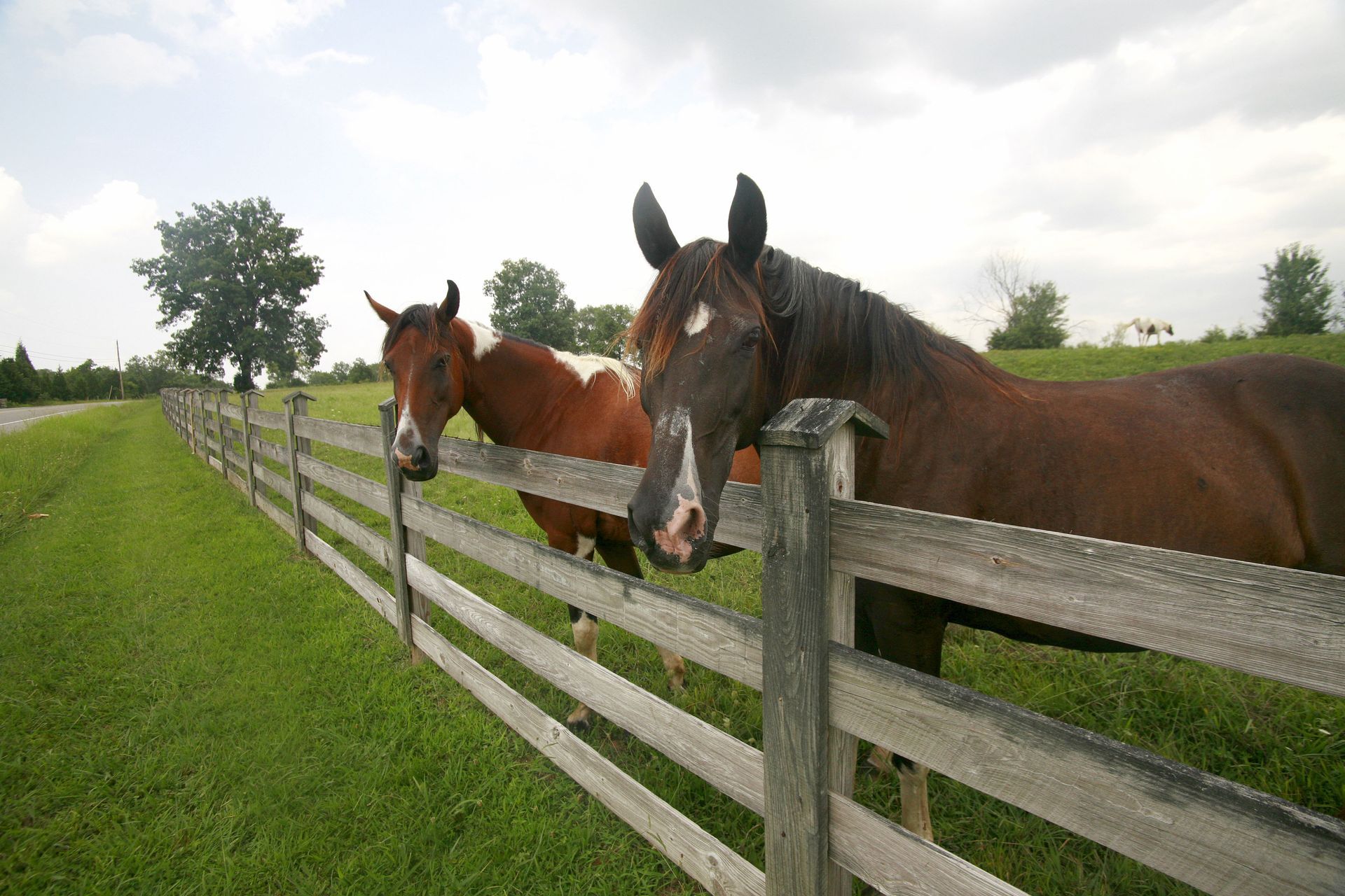 horse boarding