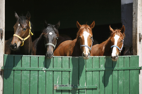 Horse Boarding