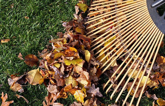 raking leaves