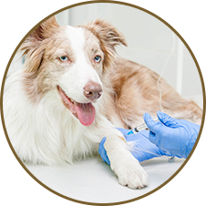 Pet Veterinary Clinic Pc Pet Care Center Grandville Mi