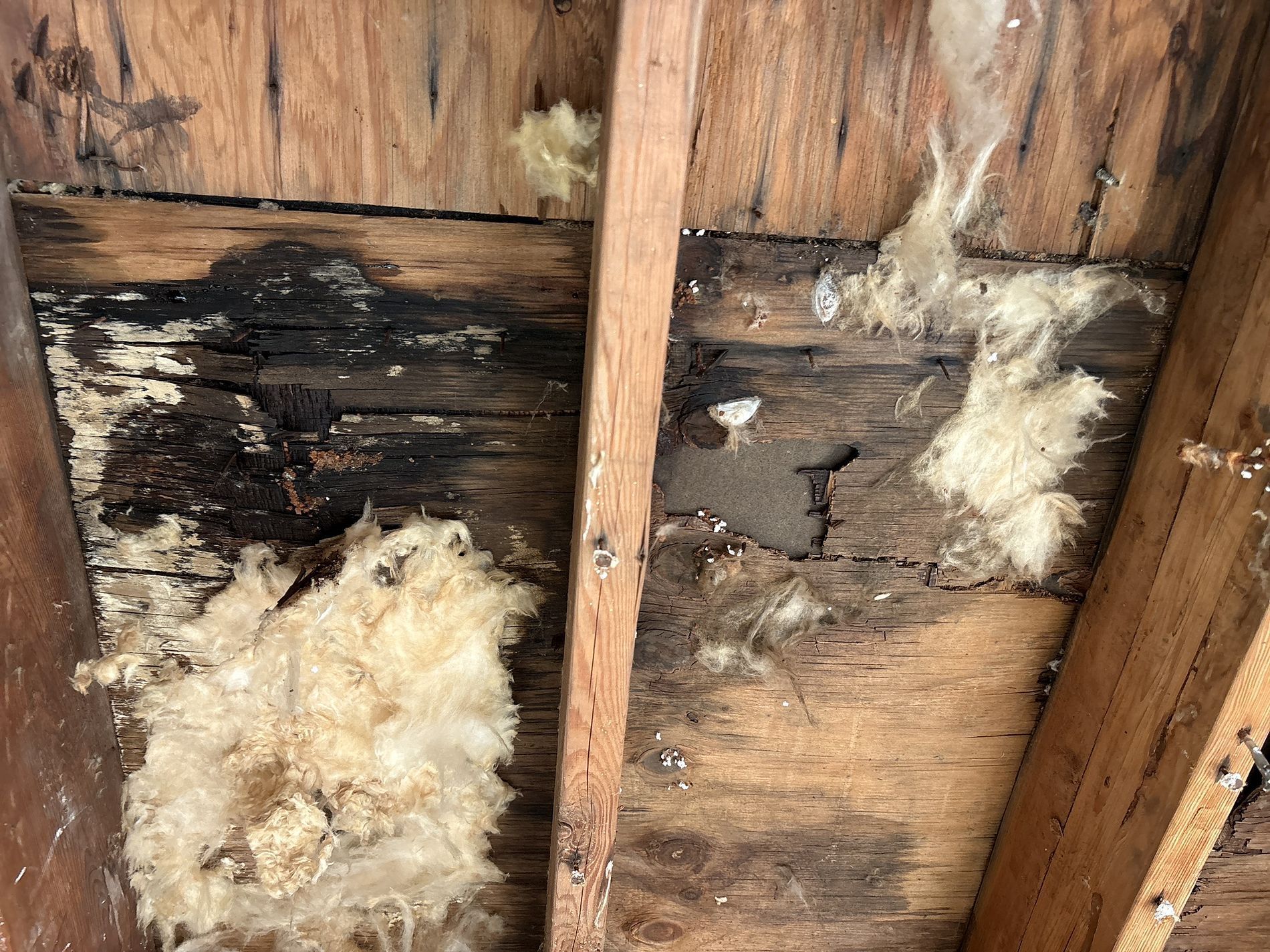 Rotten wooden wall framing with black mold and white insulation exposed