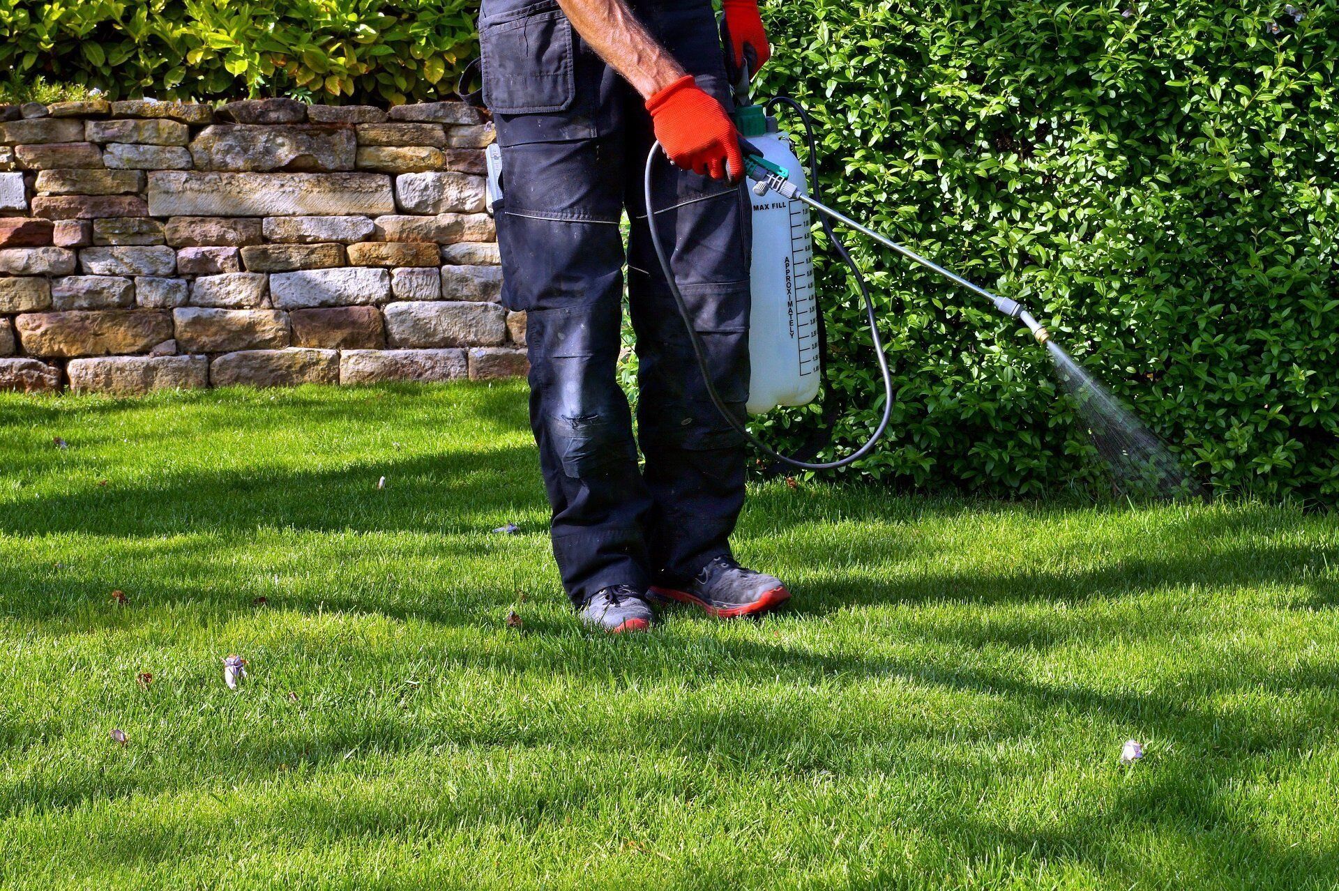 Person spraying herbicide on lawn in a garden with stone wall and green bushes.