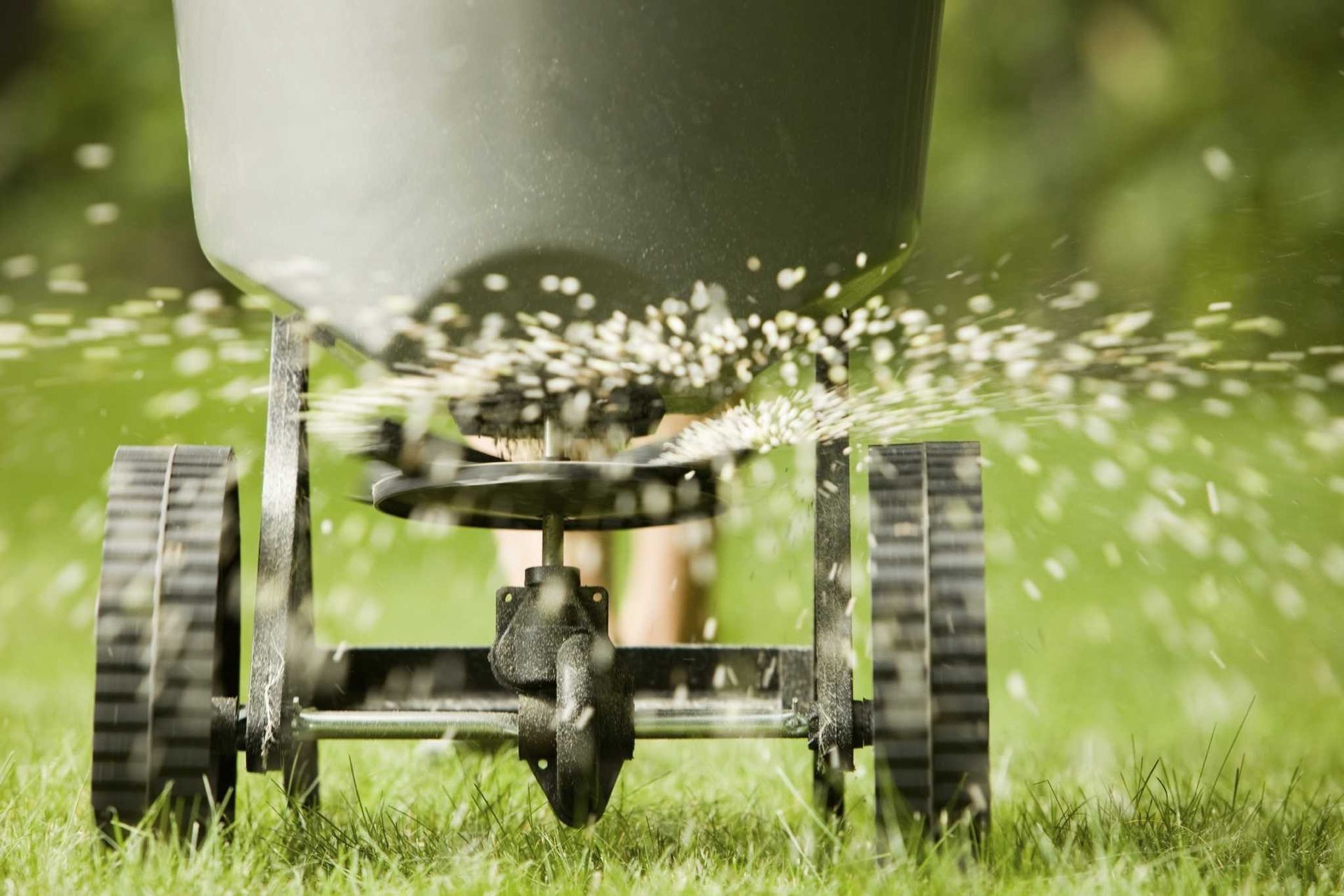 A spreader with fertilizer is dispensing granular material onto green grass in a garden.