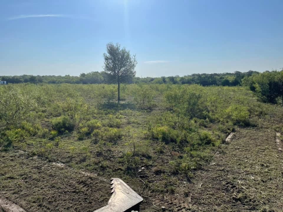 Field of green bushes under a bright sky, with a lone tree in the center.