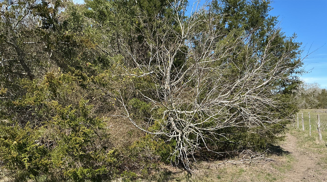 Bushy trees with light-colored, twisting branches, green leaves, and a blue sky in a field.