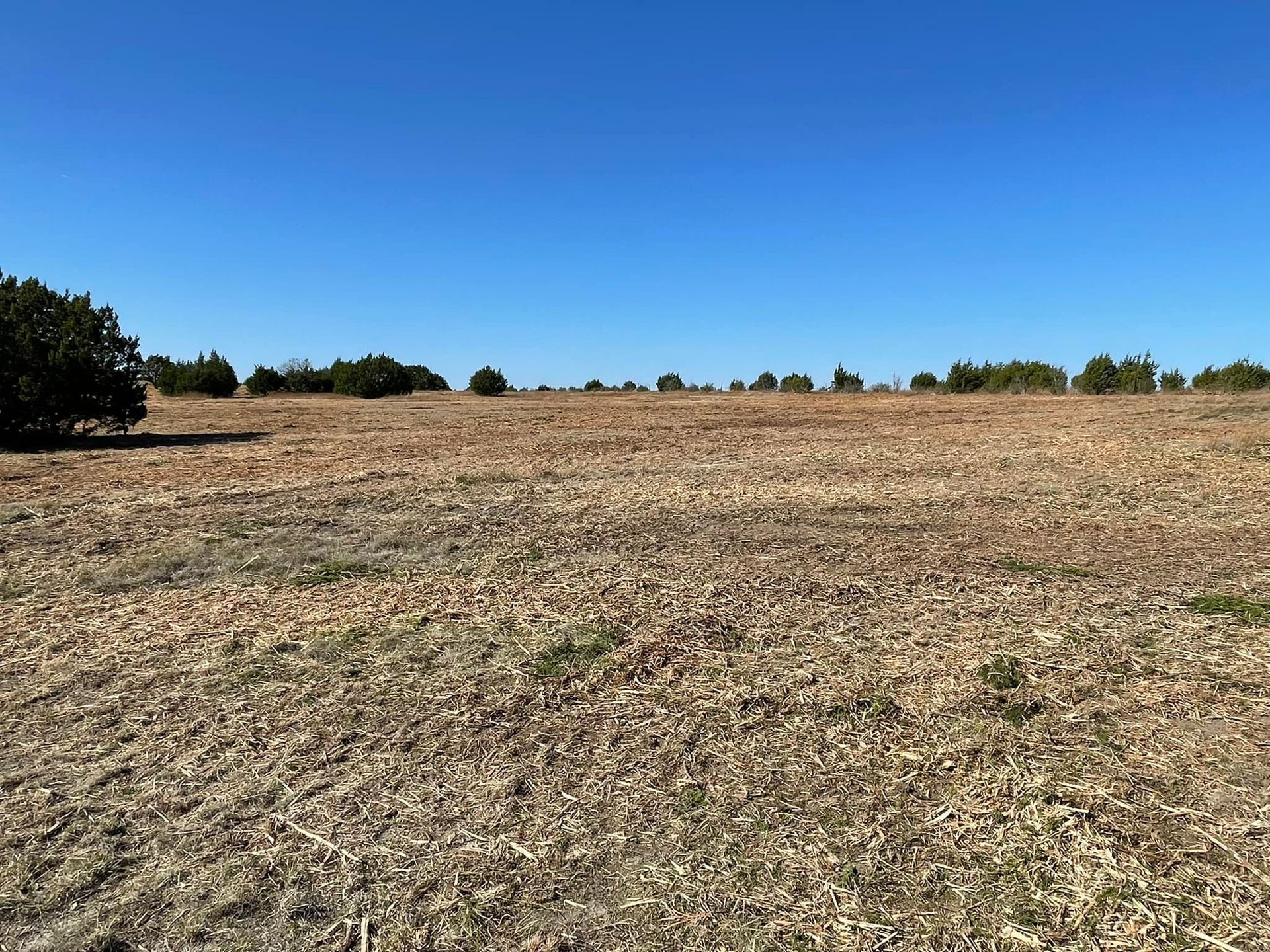 Dry, grassy field under a bright blue sky, with scattered shrubs on the horizon.