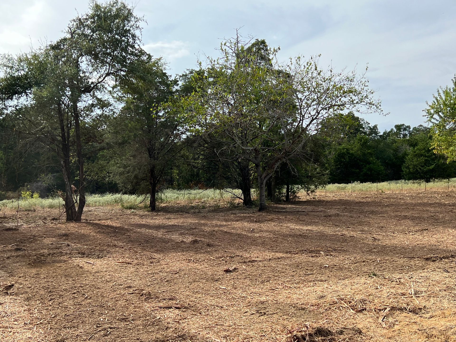 Brown field with small trees, green foliage, and a cloudy sky.