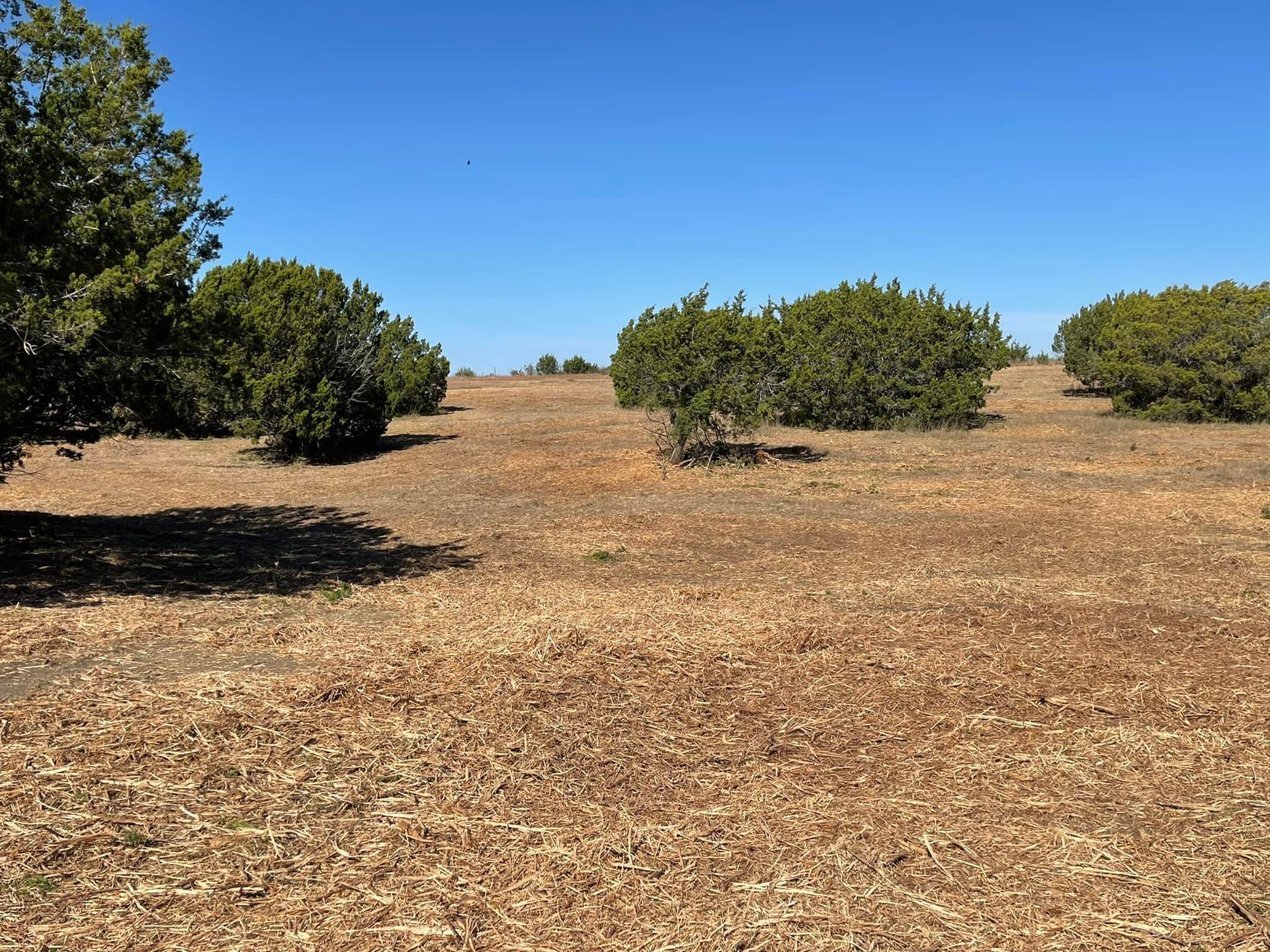 Field with dry, brown grass and scattered green bushes under a clear blue sky.