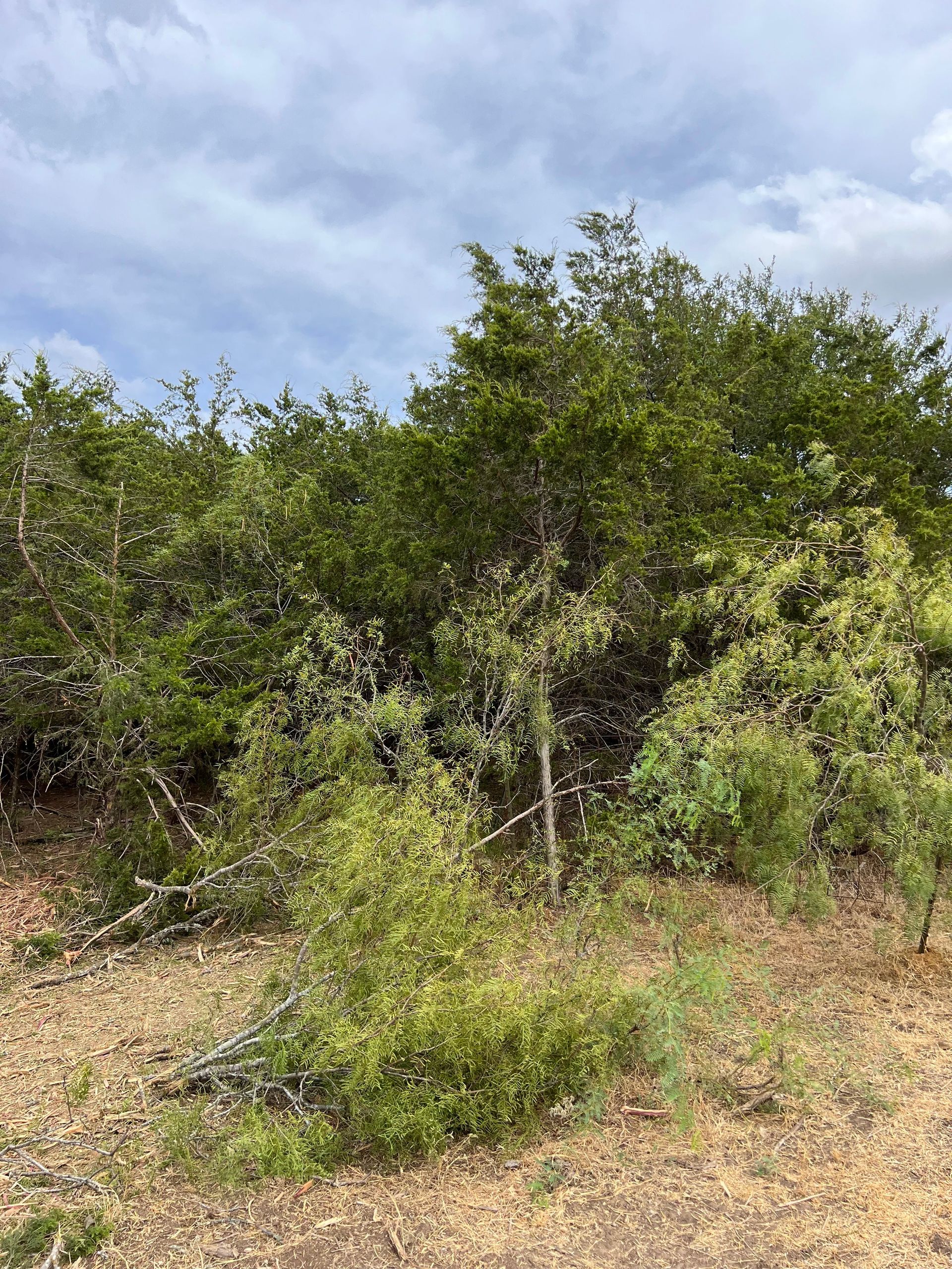 Green trees and shrubbery under a cloudy sky.