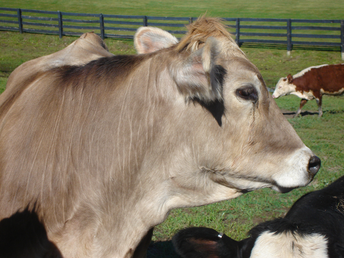 Caldwell's Crooked Creek Farm
