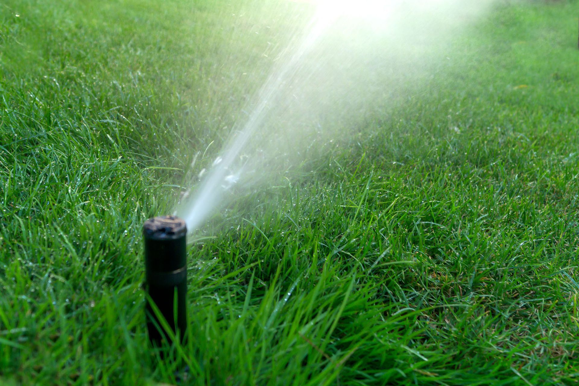 A sprinkler is spraying water on a lush green lawn.