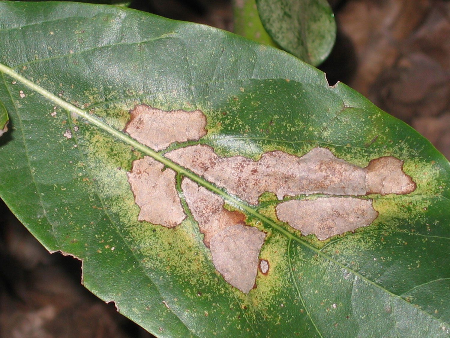 A close up of a green leaf with brown spots on it