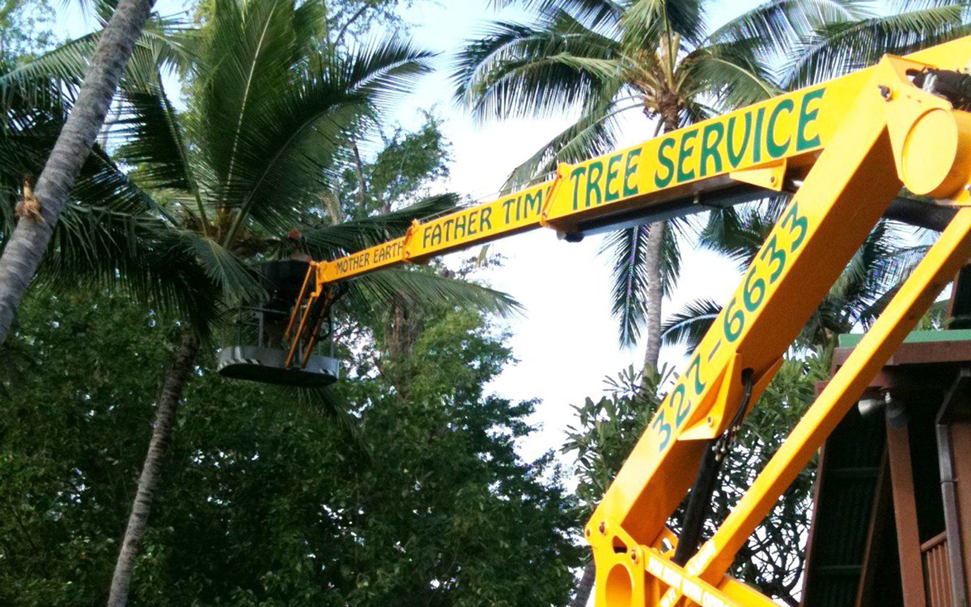Tree pruning