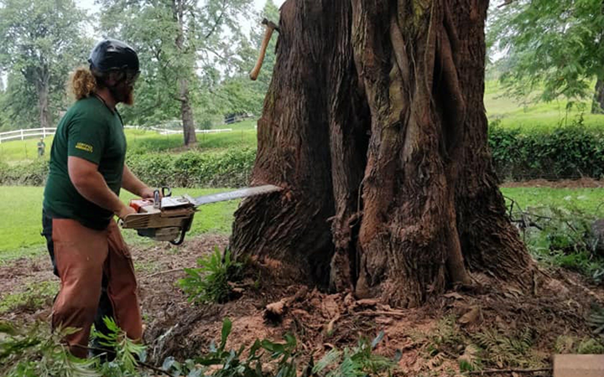 Tree removal