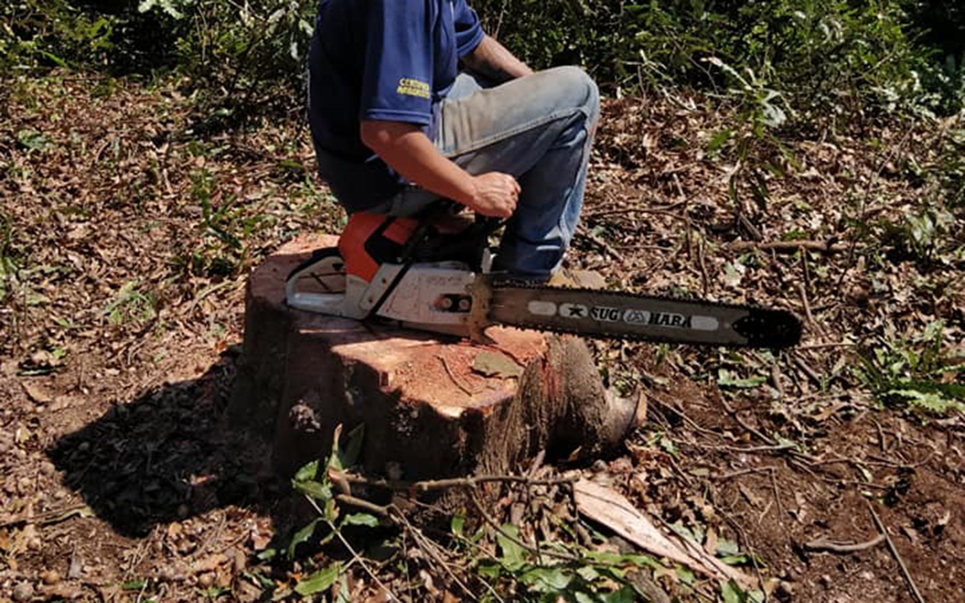 Stump grinding